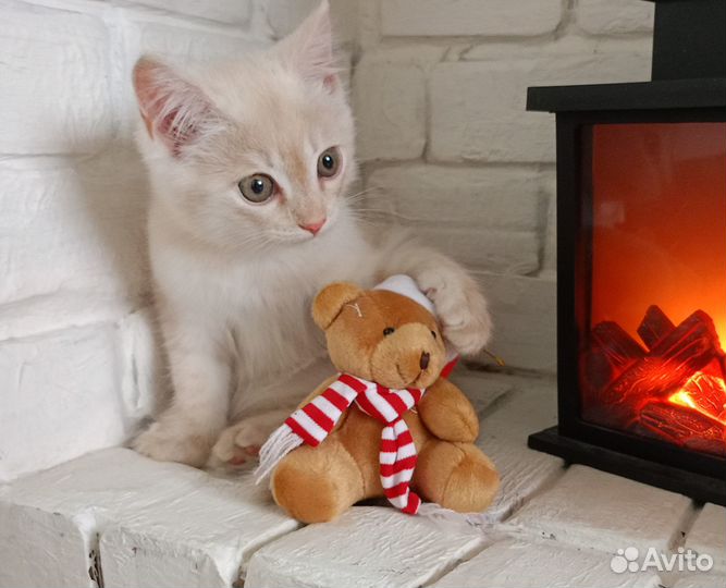 Кремовый котенок мальчик