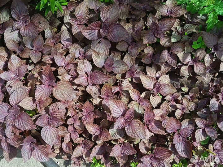 Рассада базилик фиолетовый