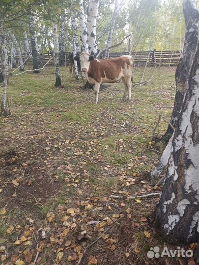 Продам корову