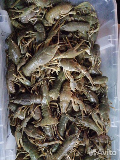 Живые раки