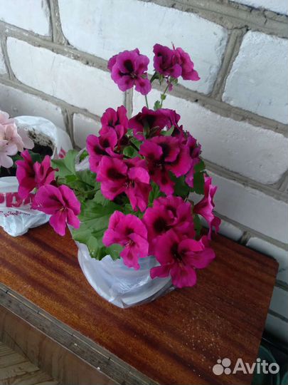 Королевская пеларгония