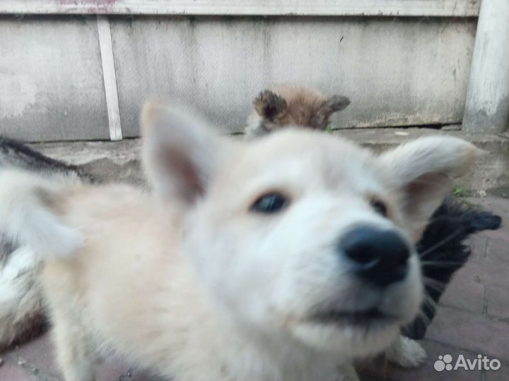 Щенки (смесь хаски)