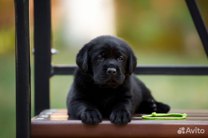 Щенки лабрадора