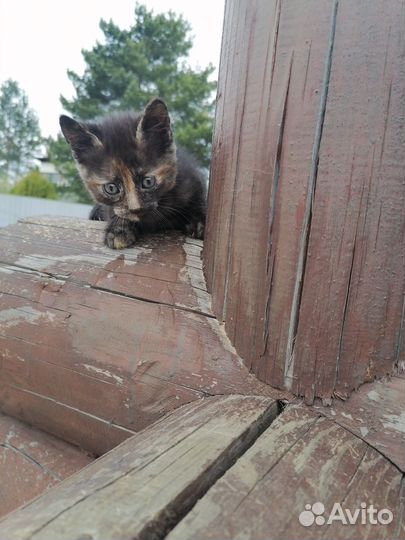 Котята 1,5 месяца