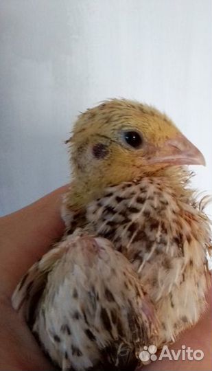 Перепела живые продажа