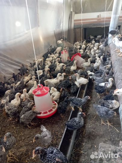 Цыплята Доминант