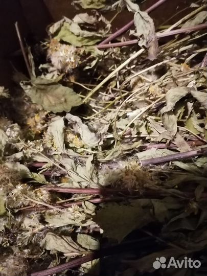 Трава зверобой