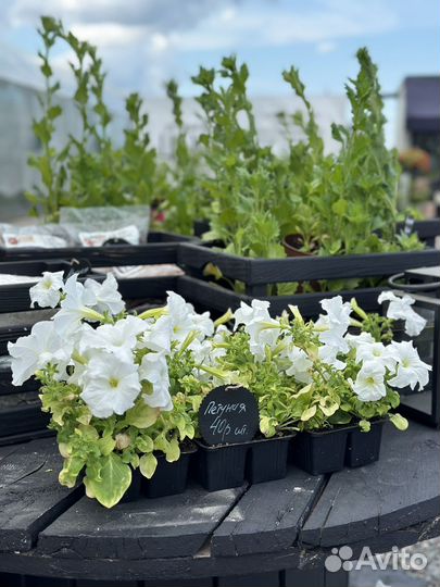 Цветочная рассада. Декор. Садовый центр