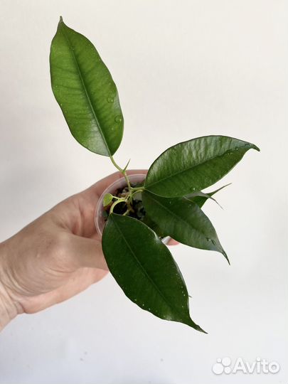 Фикус бенджамина