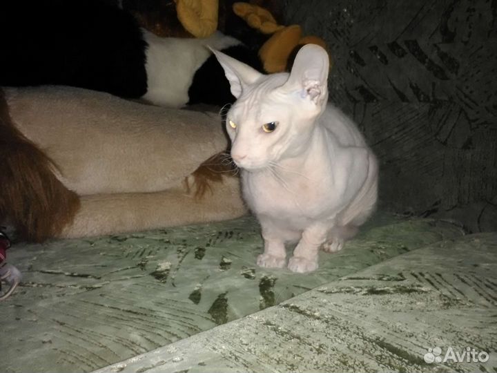 Донской сфинкс