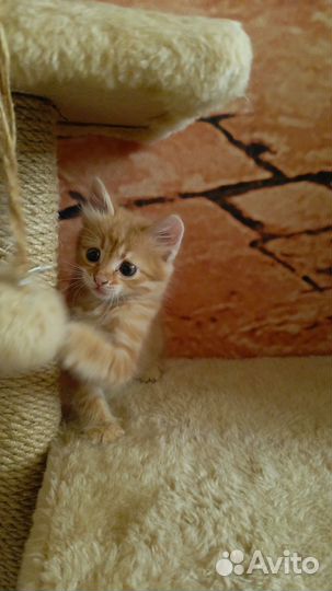 Котёнок-девочка