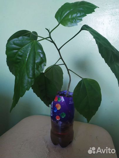 Гибискус махровый