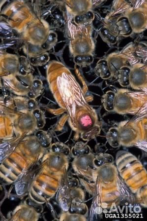 Продам пчел пчелопакеты пчелосемьи