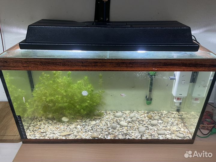 Аквариум