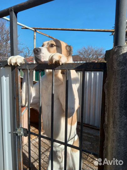 Продаются сао