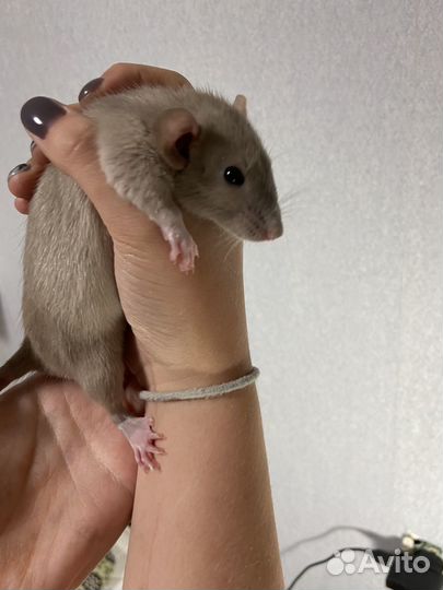 Декоративная крыса дамбо