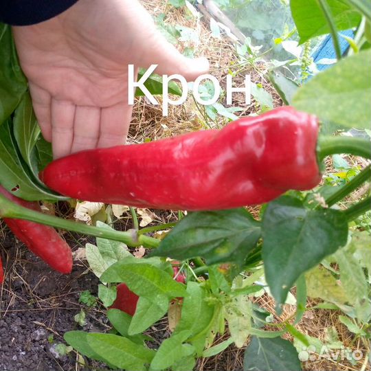 Семена помидор,тыква,огурец,цукини,баклажан