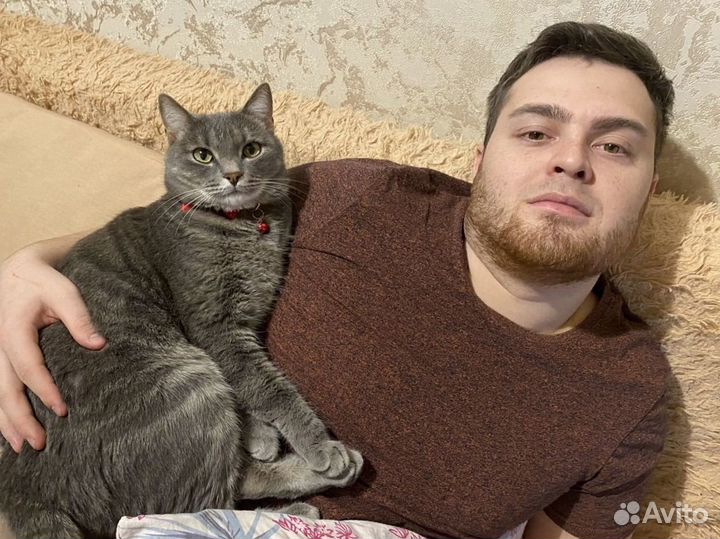 Передержка кошек на время отпуска