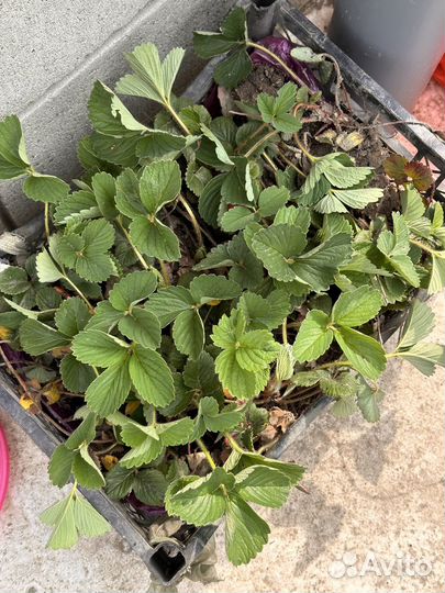 Рассада ароматной клубники