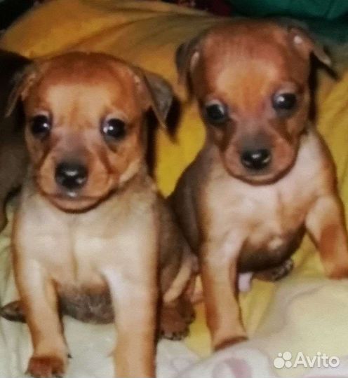 Щенки цвергпинчера