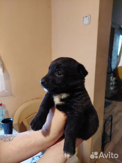 Собака в добрые руки маленькая порода