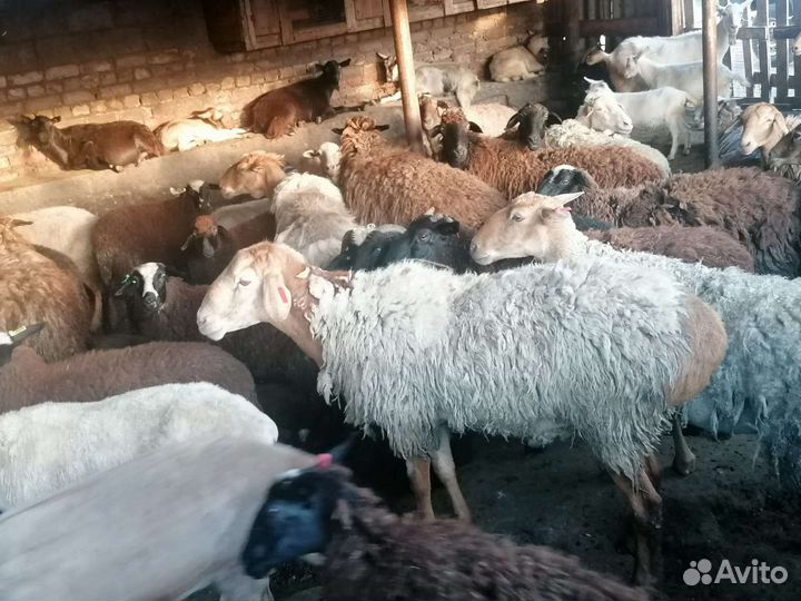 Бараны