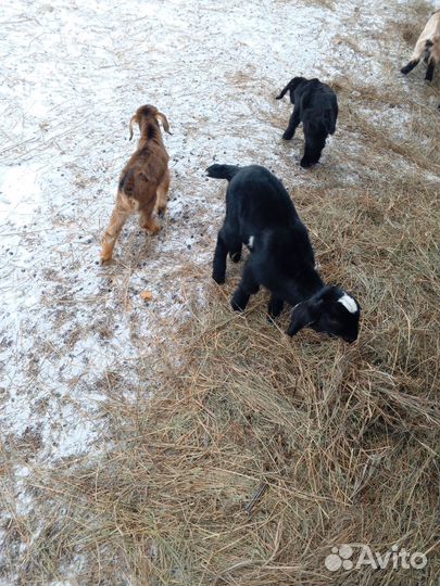 Нубийские козлята и козочки