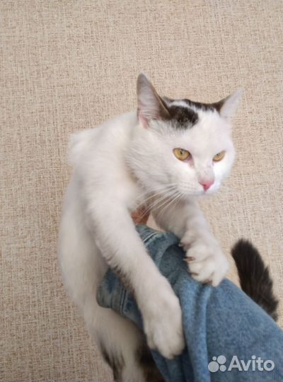 Кошка в дар