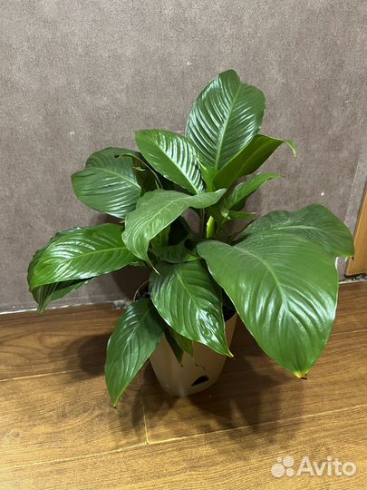 Замиокулькас (Долларовое дерево, денежное дерево)