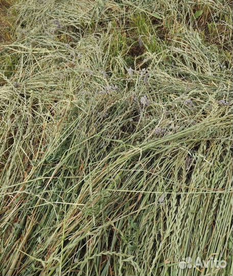 Сено луговое и люцерна в тюках 2024 год