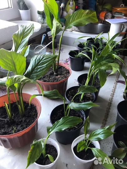 Спатифиллум