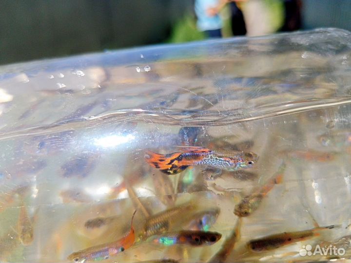 Аквариумная рыбка гуппи