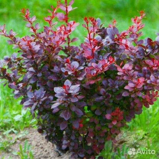 Барбарис бордоволистный