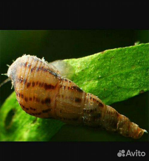 Продам улиток