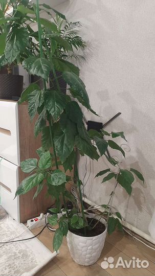 Гибискус китайская роза