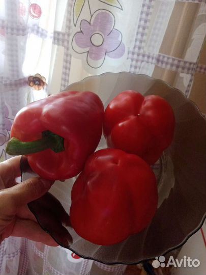Семена перец сладкий. Мой генерал