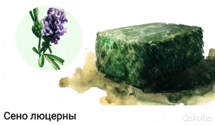 Семена люцерны джея