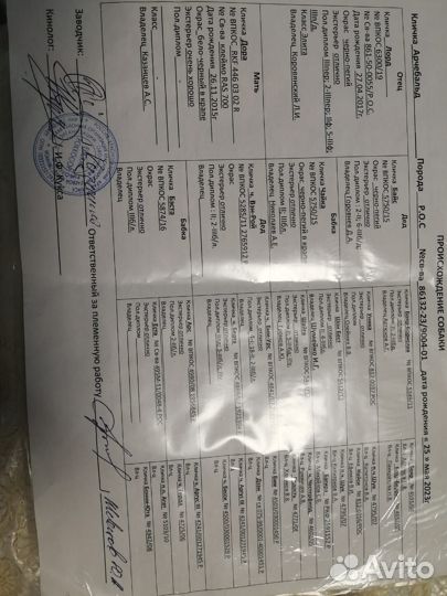 Русский охотничий спаниель щенок