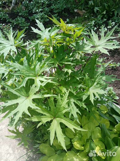 Растения для сада