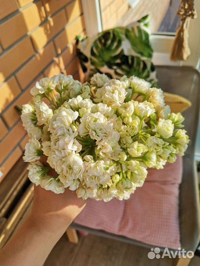 Розебудные и тюльпановидные пеларгонии