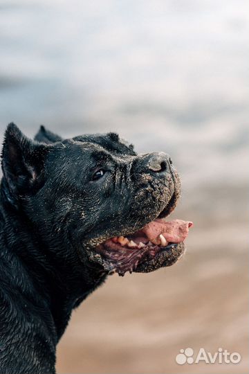 Фотограф анималист