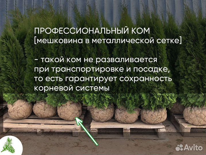 Туя Смарагд саженцы для посадки