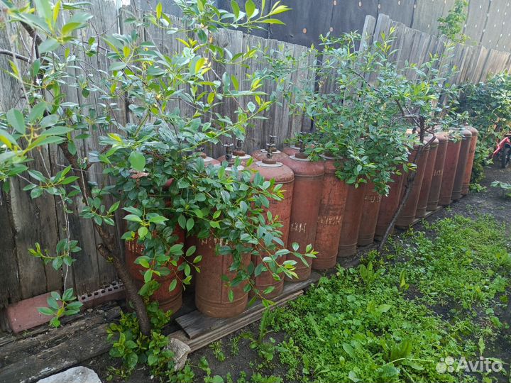 Газовый баллон 50л пустой