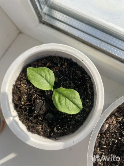 Растения и деревья