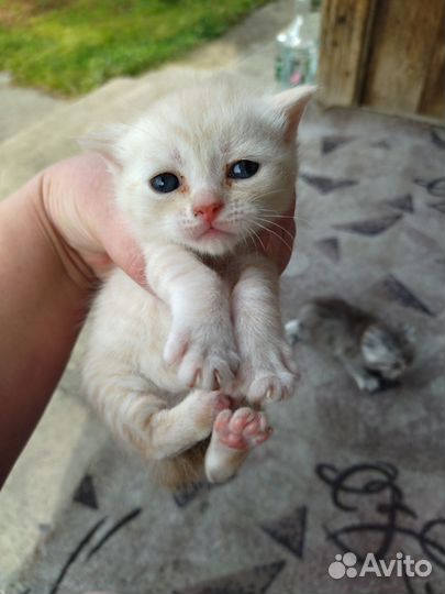 Кошка в дар бесплатно