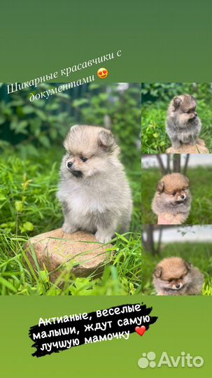 Померанский шпиц