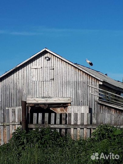 Сено свежое