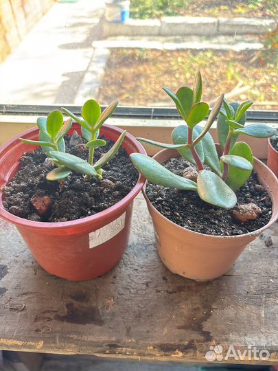 Денежные деревья