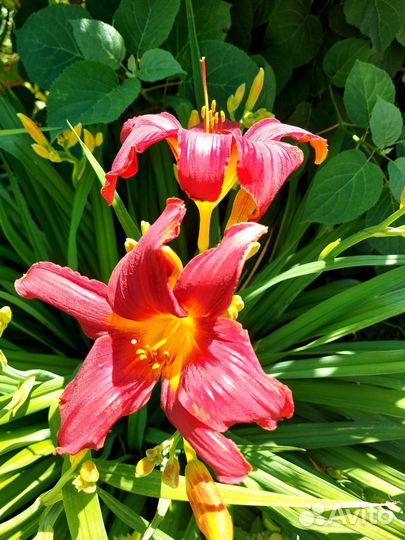 Многолетние цветы