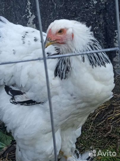 Петух брама